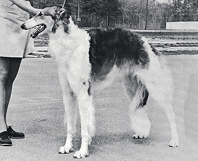 1977 Sweepstakes Dog, 9 months and under 12 - 3rd