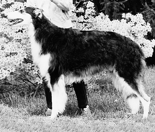 1977 Sweepstakes Dog, 12 months and under 18 - 4th
