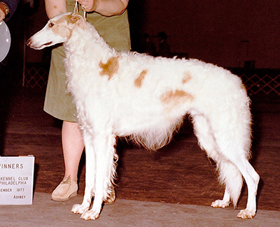 1977 Winners Dog