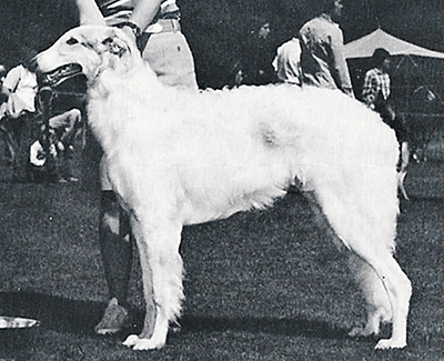 1978 Dog, 6 months and under 9 - 1st