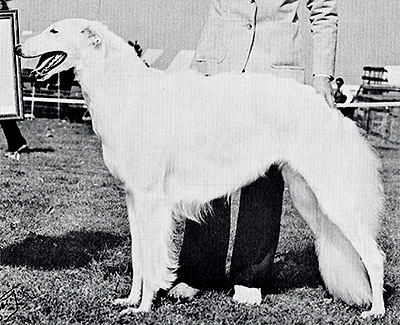 1978 Bitch, Bred by Exhibitor - 3rd