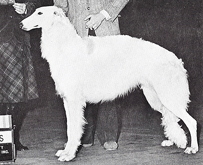 1979 Sweepstakes Dog, 9 months and under 12 - 2nd