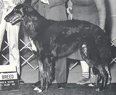 1979 Dog, Novice - 1st