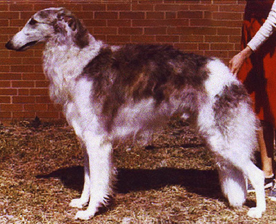 1980 Dog, 6 months and under 9 - 3rd
