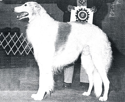 1983 Stud Dog - 2nd