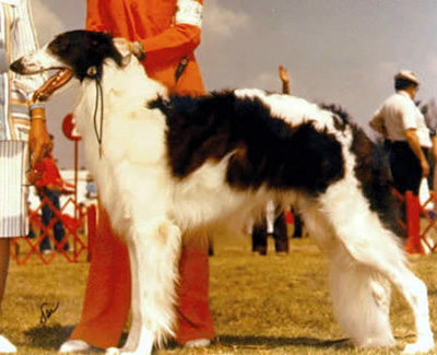 1983 Veteran Dog - 3rd