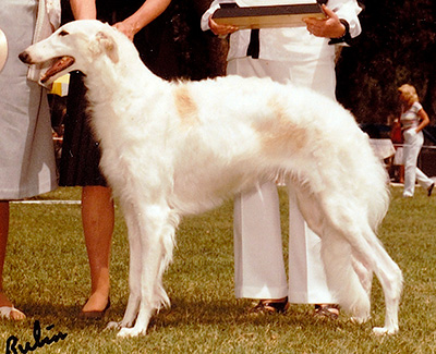 1984 Bitch, Bred by Exhibitor - 1st