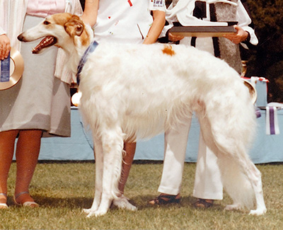 1984 Dog, 12 months and under 18 - 1st