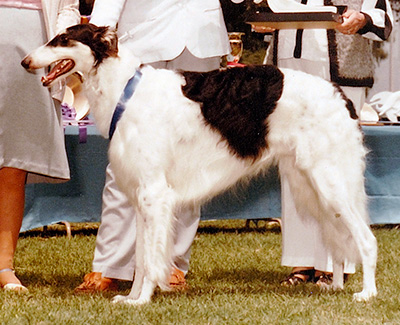 1984 Dog, Bred by Exhibitor - 1st