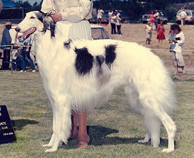 1984 Dog, Bred by Exhibitor - 4th