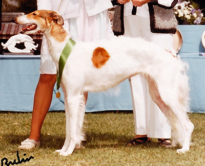 1984 Puppy Sweepstakes Bitch, 9 months and under 12 - 4th
