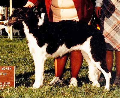 1985 Puppy Sweepstakes Bitch, 6 months and under 9 - 1st