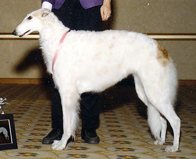 1985 Bitch, Bred by Exhibitor - 4th
