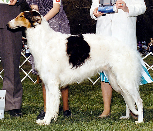 1985 Dog, 12 months and under 18 - 4th