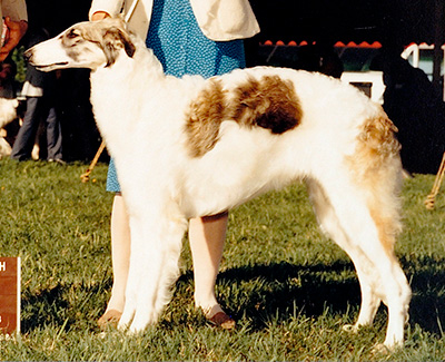 1985 Dog, 6 months and under 9 - 1st