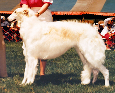 1985 Dog, 9 months and under 12 - 1st