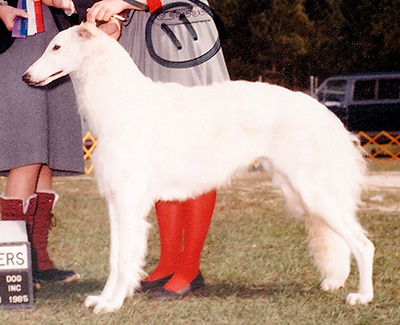 1985 Puppy Sweepstakes Bitch, 12 months and under 18 - 2nd