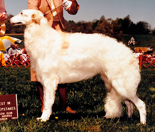 1985 Dog, 9 months and under 12 - 4th