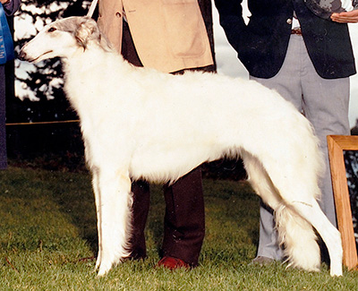 1986 Puppy Sweepstakes Bitch, 15 months and under 18 - 3rd