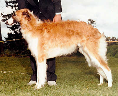 1986 Dog, 6 months and under 9 - 1st