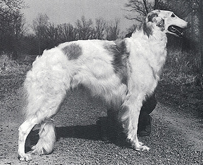 1986 Dog, Bred by Exhibitor - 3rd