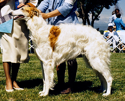 1987 Dog, 12 months and under 18 - 1st