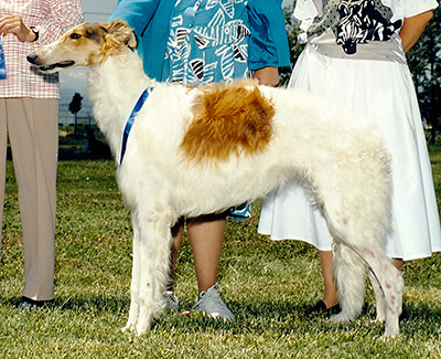 1987 Dog, Puppy Sweepstakes 9 months and under 12 - 1st