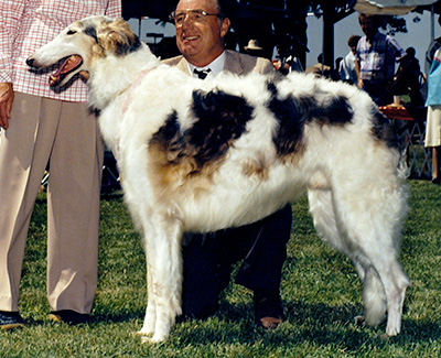 1987 Dog, Veteran 7 years and under 10 - 1st