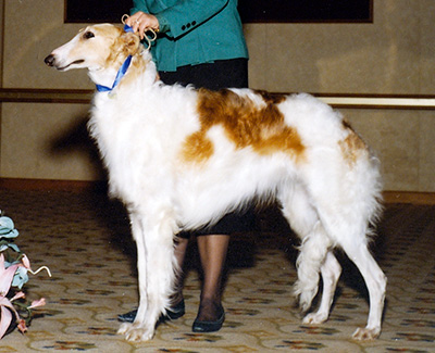 1989 Bitch, Bred by Exhibitor - 1st