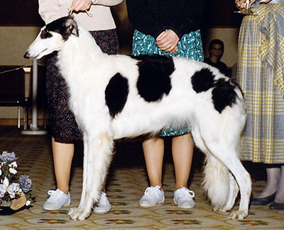 1989 Bitch, Bred by Exhibitor - 4th