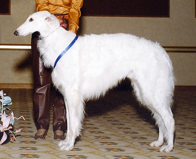 1989 Dog, Amerian Bred - 1st