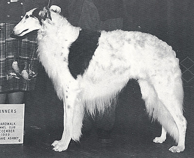 1989 Dog, Bred by Exhibitor - 2nd
