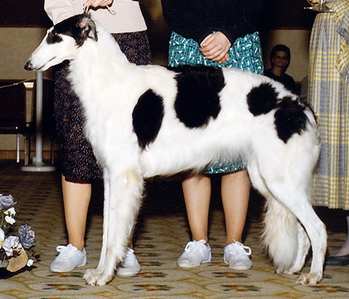 1989 Puppy Sweepstakes Bitch, 12 months and under 15 - 1st
