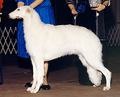 1990 Dog, 9 months and under 12 - 3rd