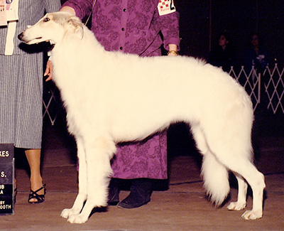 1990 Puppy Sweepstakes Bitch, 15 months and under 18 - 1st