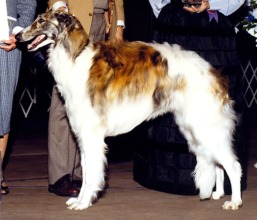 1990 Puppy Sweepstakes Dog, 12 months and under 15 - 1st