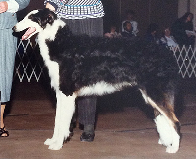 1990 Puppy Sweepstakes Dog, 9 months and under 12 - 2nd