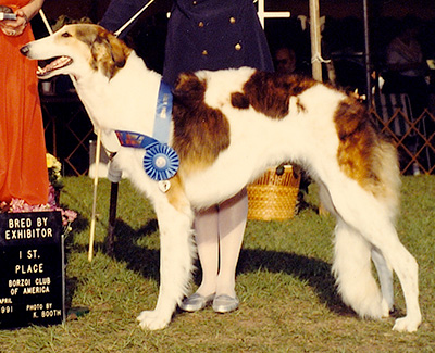1991 Bitch, Bred by Exhibitor - 1st