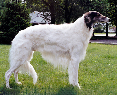 1991 Veteran Dog - 3rd