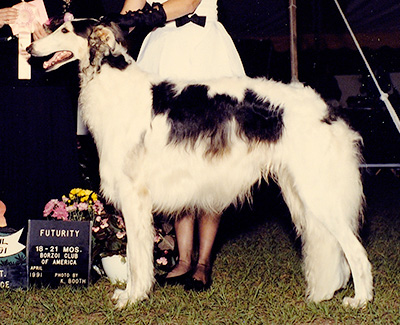 1991 Futurity Dog, 18 months and under 21 - 1st