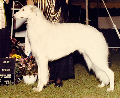 1991 Futurity Dog, 21 months and under 24 - 1st