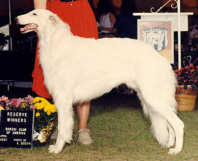 1991 Dog, Bred by Exhibitor - 2nd
