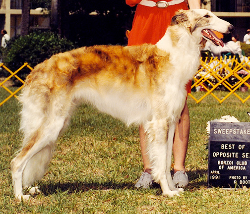 1991 Puppy Sweepstakes Bitch, 15 months and under 18 - 1st 