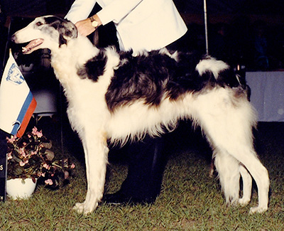 1991 Puppy Sweepstakes Dog, 15 months and under 18 - 4th