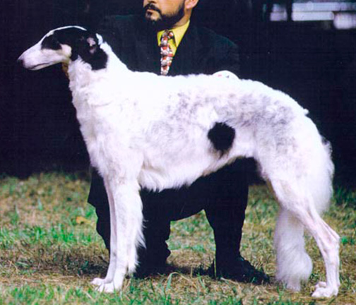 1992 AKC Lure Coursing Best of Breed