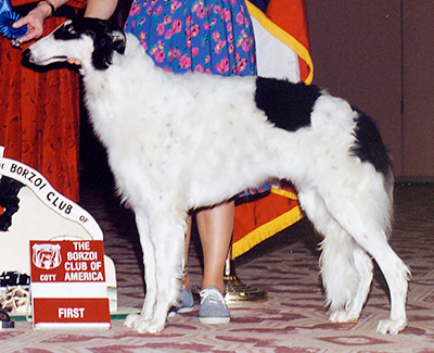 1992 Puppy Sweepstakes Bitch, 12 months and under 18 - 2nd