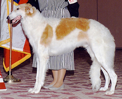 1992 Dog, 6 months and under 9 - 1st