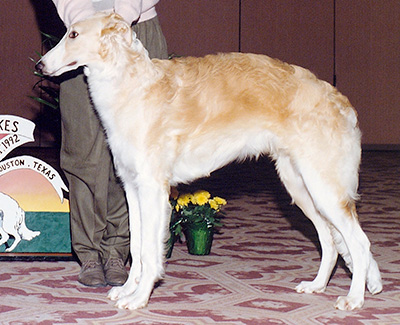 1992 Puppy Sweepstakes Dog, 6 months and under 9 - 1st