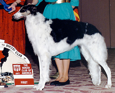 1992 Dog, 9 months and under 12 - 1st