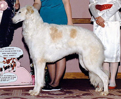 1992 Dog, Bred by Exhibitor - 3rd